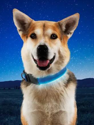 NiteDog Rechargeable LED Collar