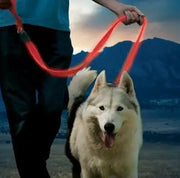 NiteDog Rechargeable LED Leash