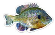 Bluegill Sticker