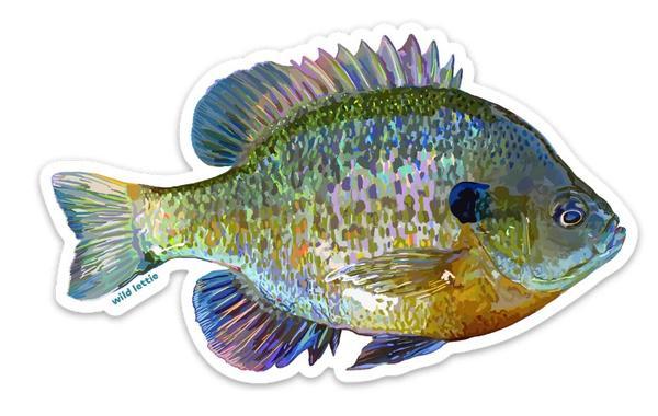 Bluegill Sticker