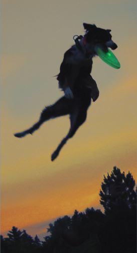 Flashflight Dog Discuit