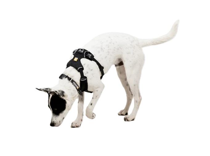 Front Range Flex Harness