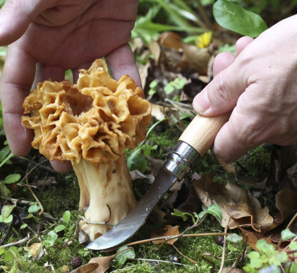 Mushroom Knife w/Brush 8
