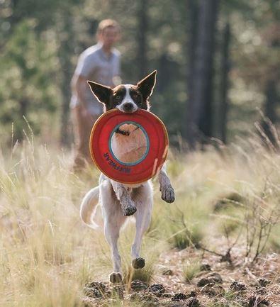Hydro Plane Dog Disk