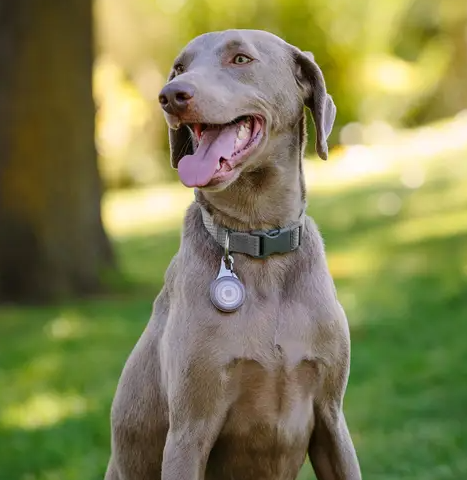 WearAbout Pet Tracker Holder